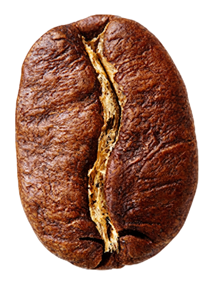 Arabica