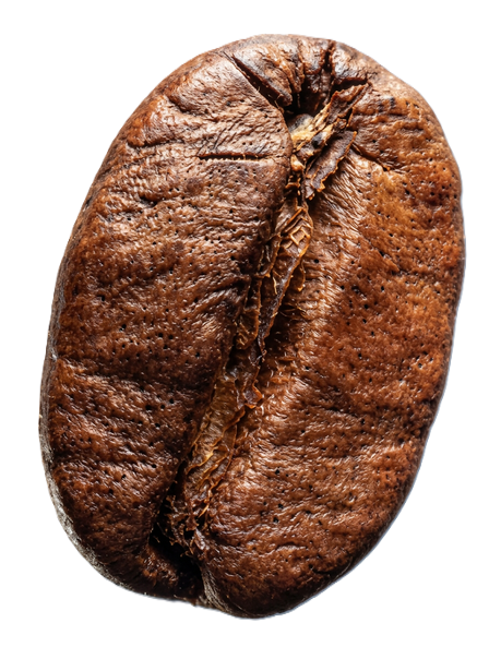 Excelsa