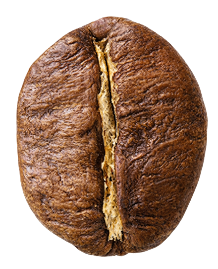 Robusta